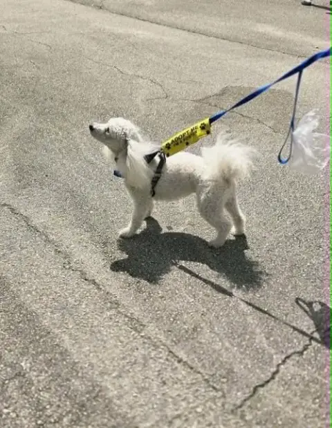 Dash