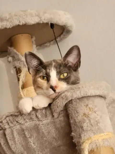 Luna Belle photo 5