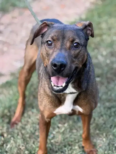 Rufus photo 4