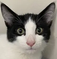 Kitten Frankie