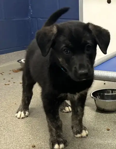 Baguette 9 Weeks Available 5/6