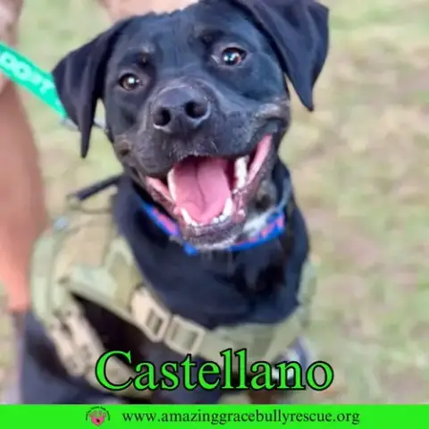 Castellano photo 4