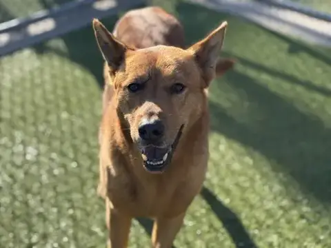 Ranger