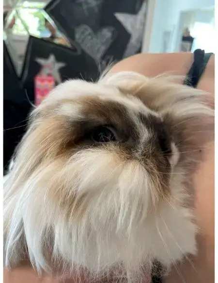 Miko photo 2