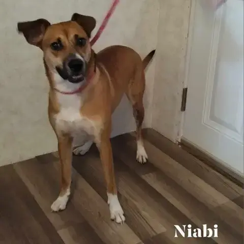 Niabi Jc photo 3