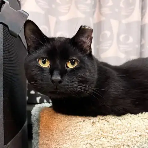 Noir