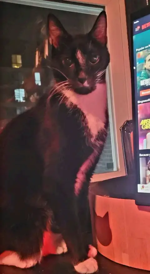 Caesar photo 3