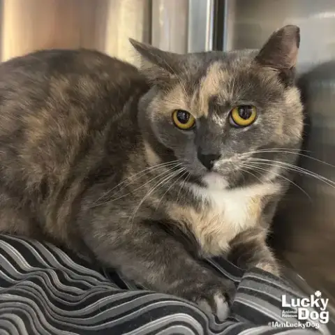 Buffy