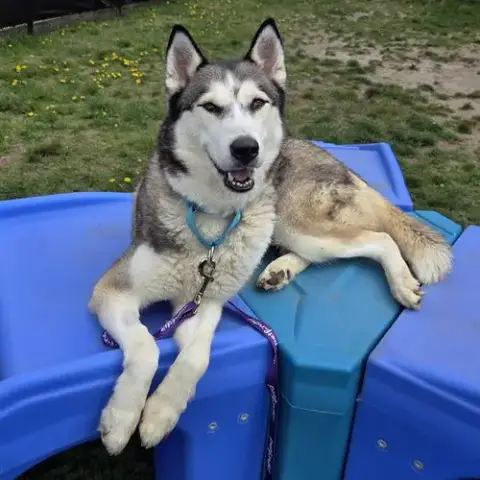 Nymeria