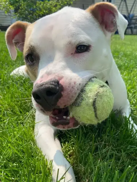 Piper photo 3