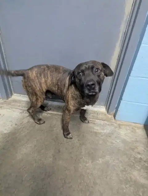 Scrappy Doo