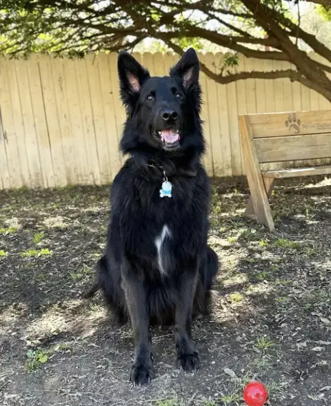 Enzo photo 2