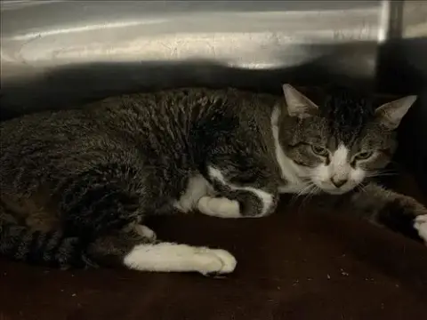 Tom