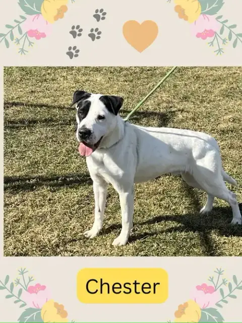 Pound Dog-Chester #187665 Courtesy Listing photo 2