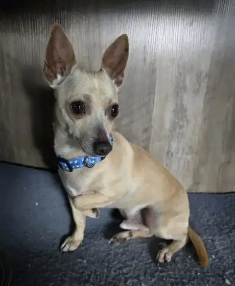 Chico photo 3