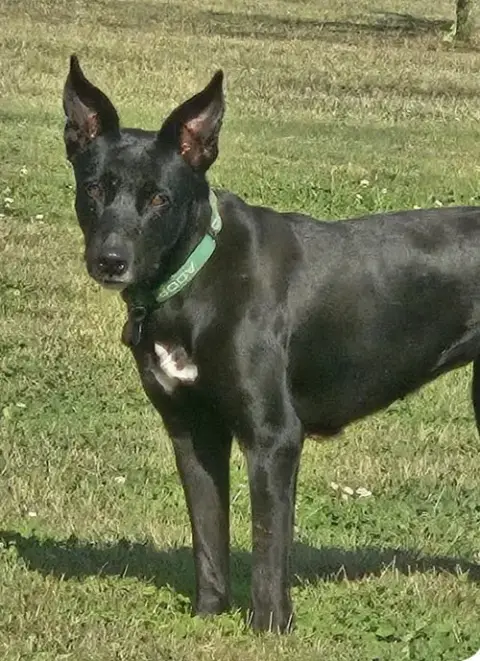 Evie