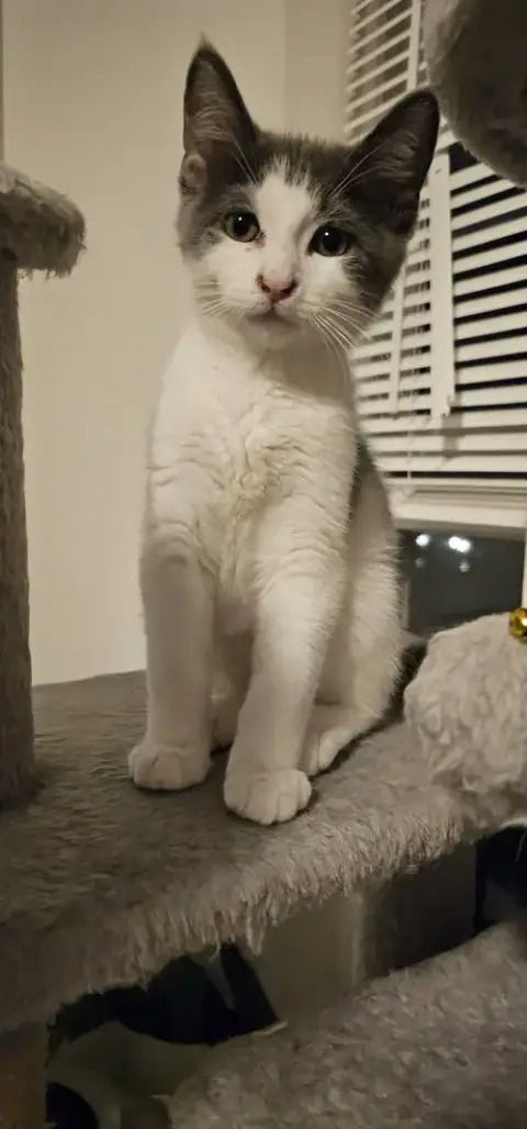 Mowgli photo 5
