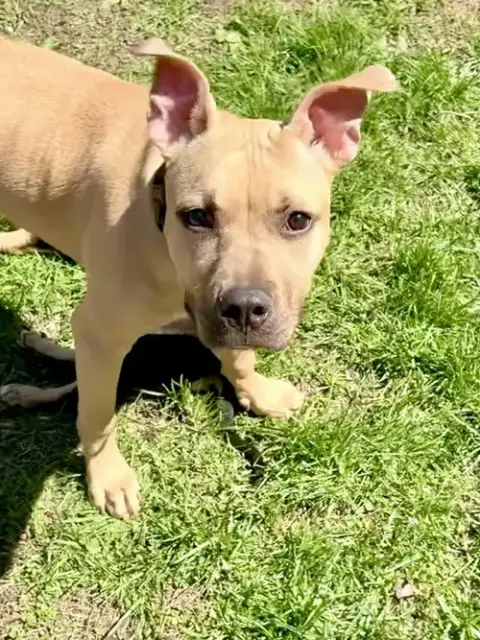 Gigi The Gorgeous