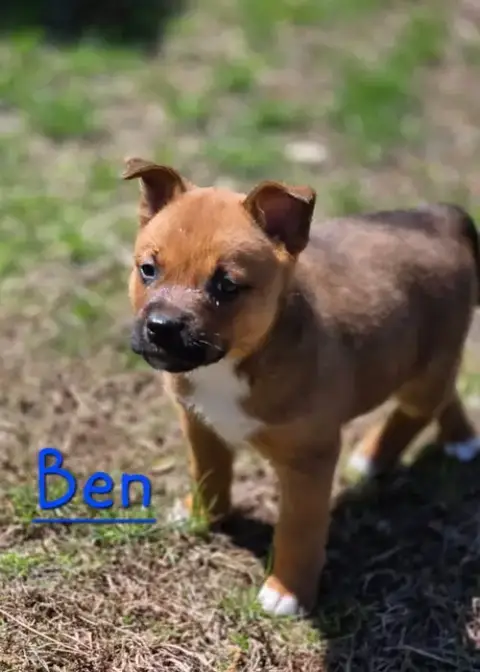 Ben