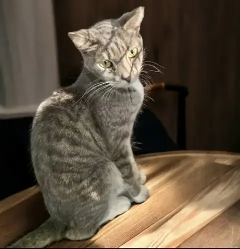 Ofelia