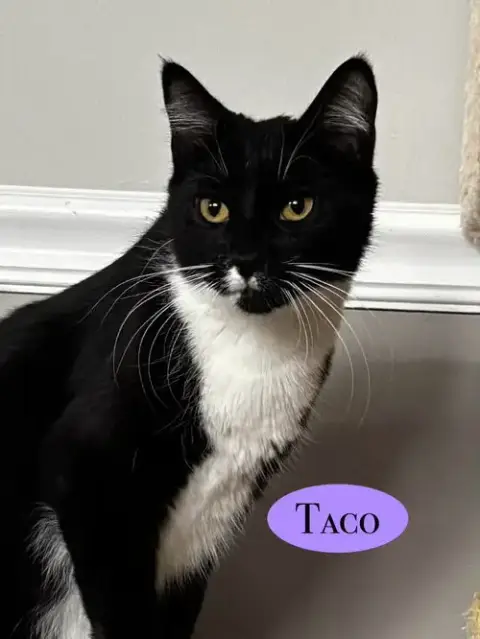 Taco