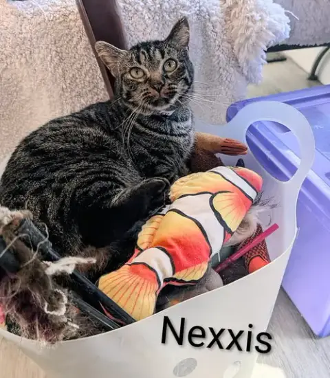 Nexxis photo 2