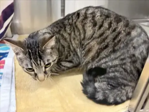 Mittens