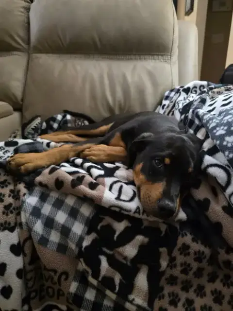 Leo(Puppy) photo 3