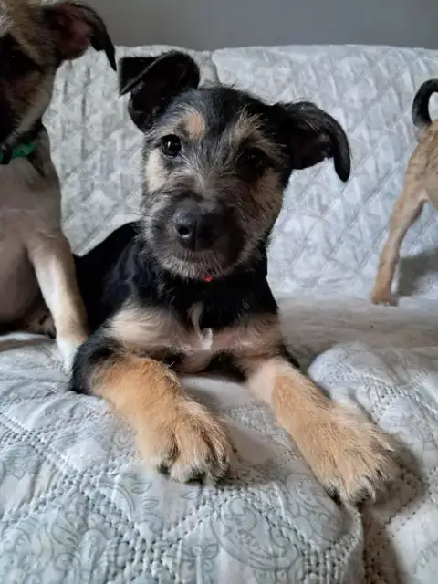 Rover