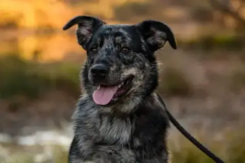 Jake