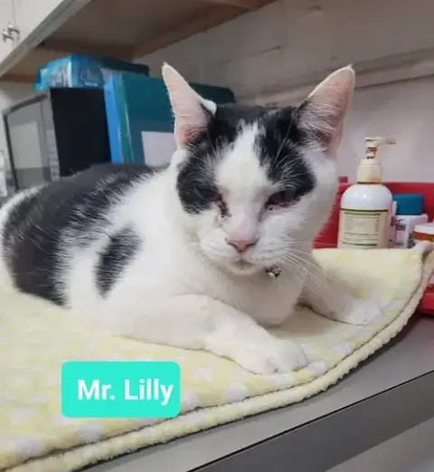 Mr. Lilly photo 2