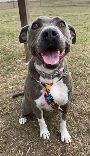 Kira
