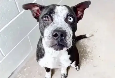 Piper