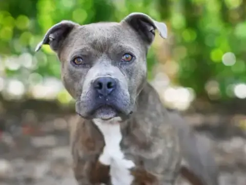 Rolo