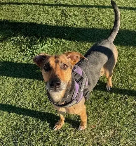 Luna photo 4