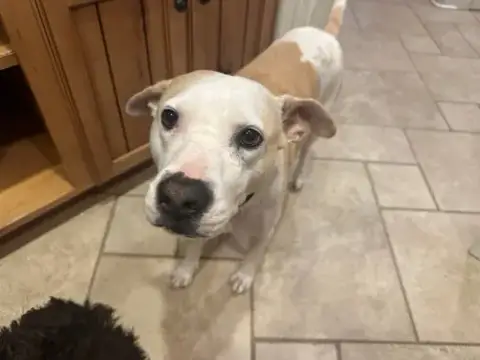 Duke