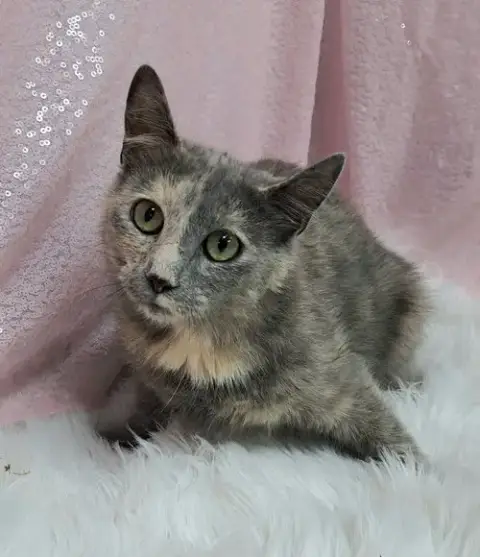 Pria
