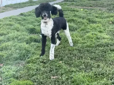 Duke