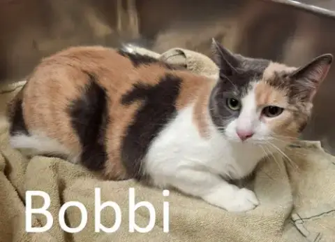 Bobbi photo 3