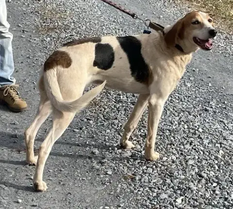Gregory: Not At The Shelter photo 3