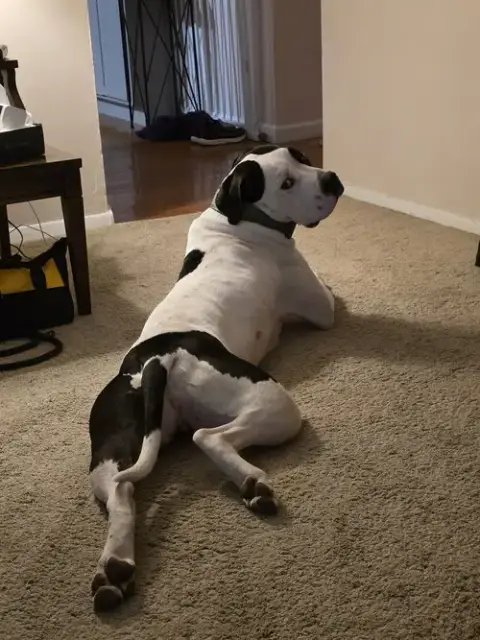 Krypto photo 4