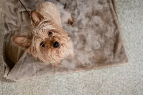 Tula photo 2