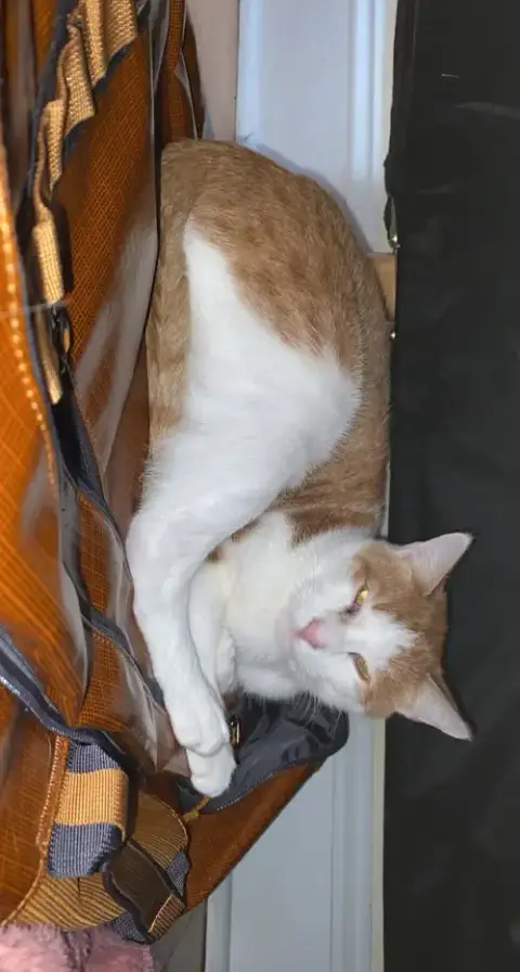 Tigger