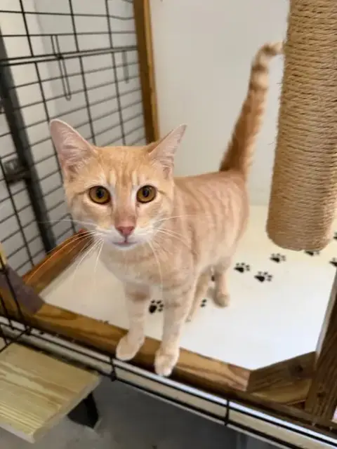 Sampson