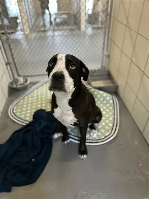 Domino