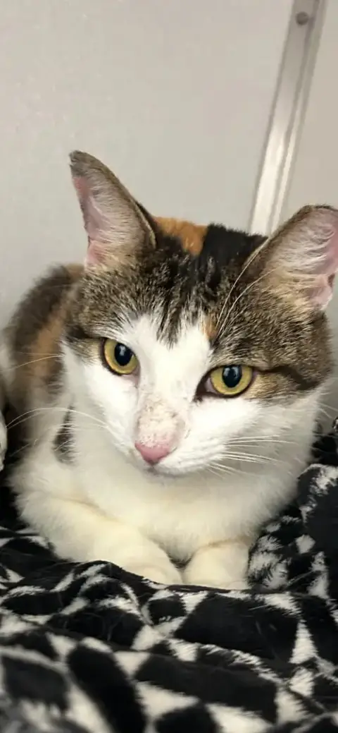 Dinah Is A Doll! Adopt Asap! Stunning! photo 2