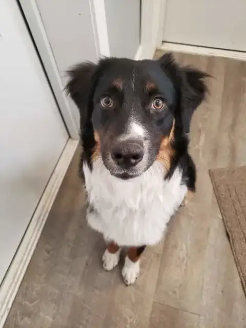 Toby