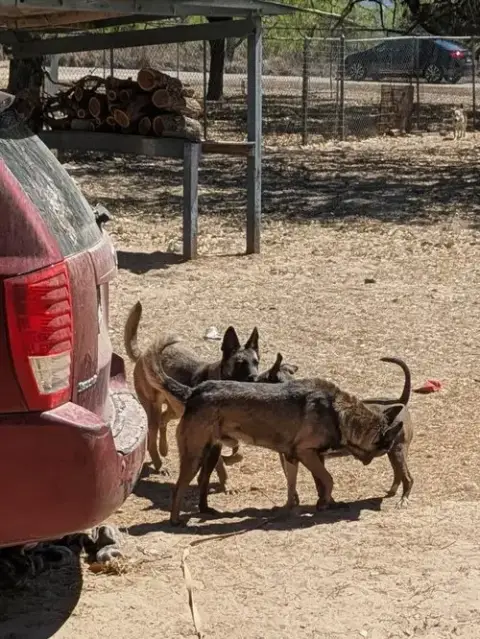 Ruger photo 4