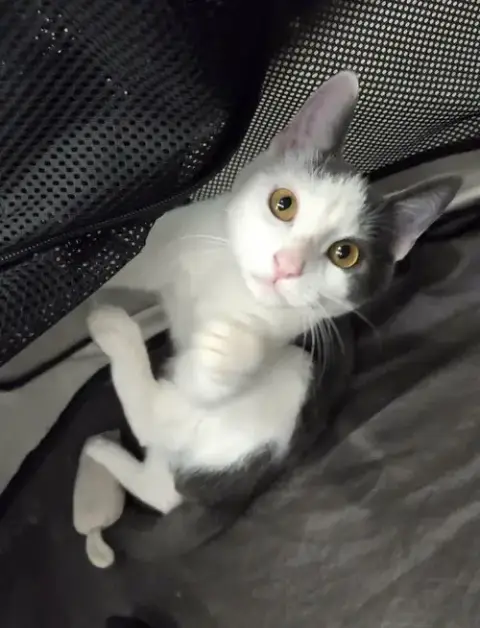 Kabochu photo 4