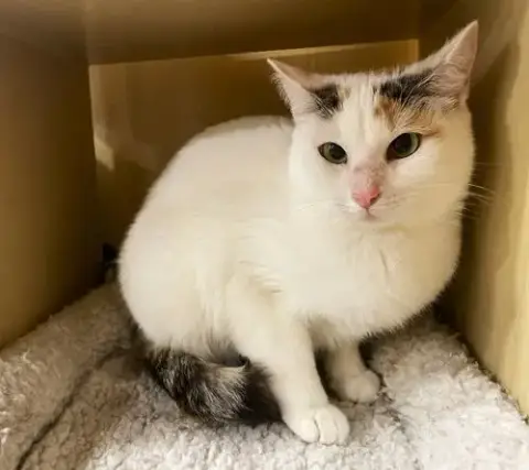 Penelope